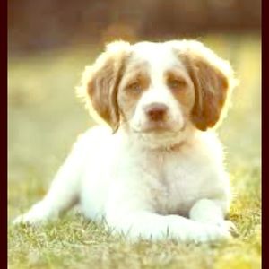 Meet your Posher, Ginger